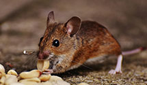 24 Hour & Emergency Exterminators in St Mary Of The Woods, IN